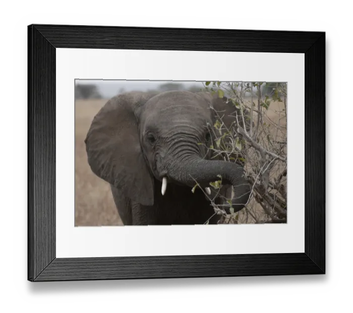 Framed Print : African elephant (Loxodonta africana)