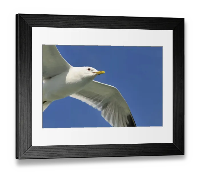 Framed Print : Mew Gull (larus canus) Framed Print : Mew Gull (larus canus)