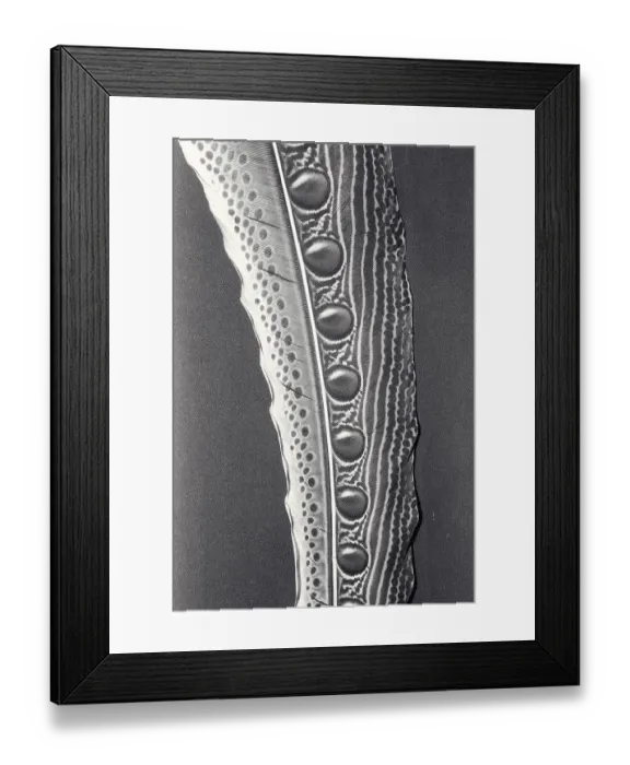 Framed Print : Eyespots of the Argus pheasant in UV light (Argusianus argus)