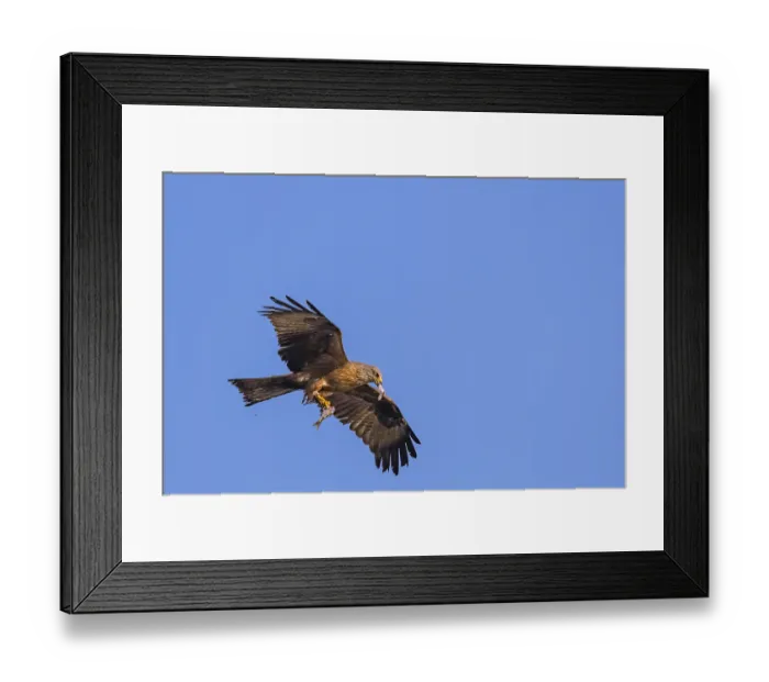 Framed Print : Black kite (Milvus migrans) Framed Print : Black kite (Milvus migrans)