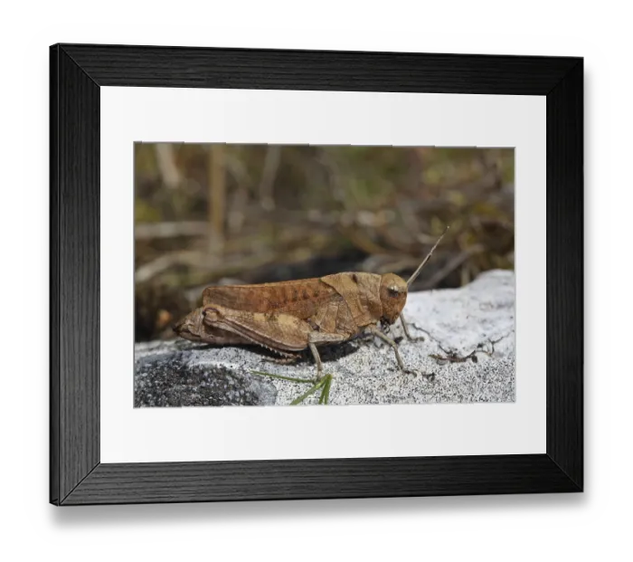 Framed Print : Red-winged Snare (Psophus stridulus) Framed Print : Red-winged Snare (Psophus stridulus)