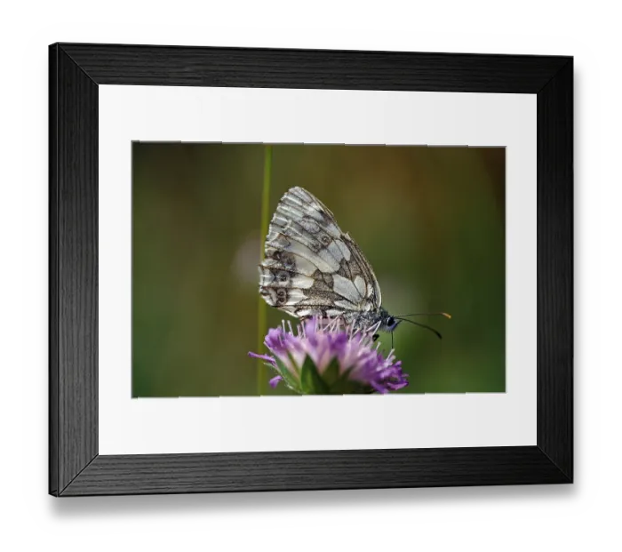 Framed Print : Checkerspot butterfly (Melanargia galathea)