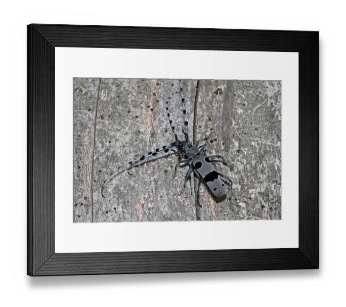 Framed Print : Alpine longhorn beetle (Rosalia alpina)