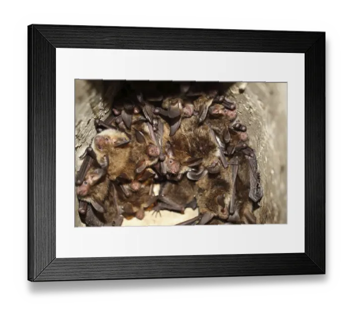 Framed Print : Bechstein's bat (Myotis bechsteinii) Bechstein's bat (Myotis bechsteinii)