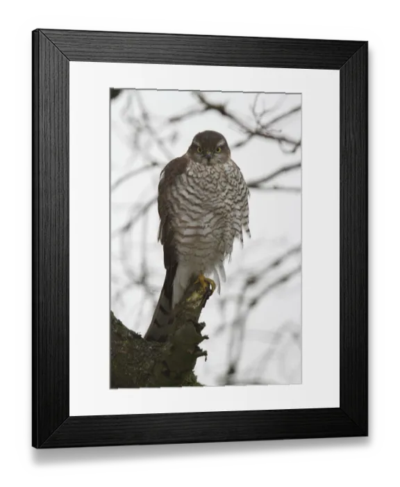 Framed Print : Sparrowhawk (Accipiter nisus) Framed Print : Sparrowhawk (Accipiter nisus)