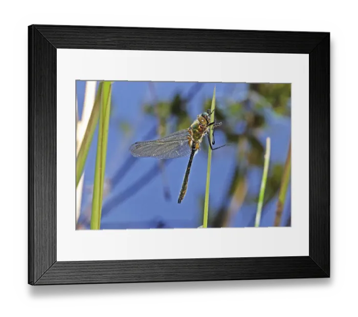 Framed Print : Downy emerald (Cordulia aenea) Framed Print : Downy emerald (Cordulia aenea)