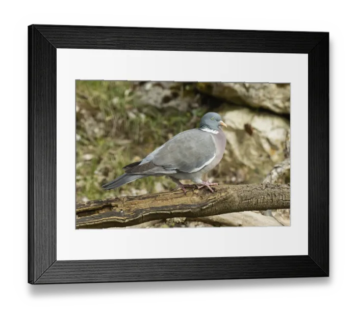 Framed Print : Wood pigeon (Columba palumbus) Framed Print : Wood pigeon (Columba palumbus)