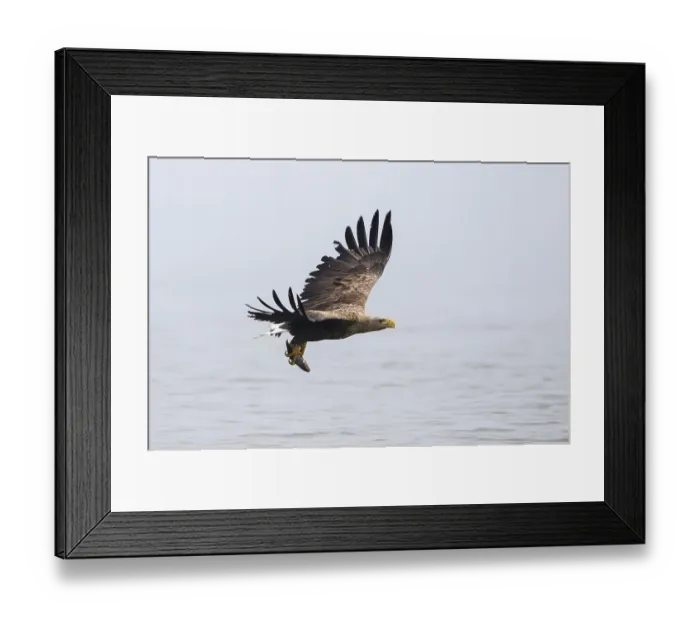 Framed Print : White-tailed eagle - adult bird with preyed fish (Haliaeetus albicilla)