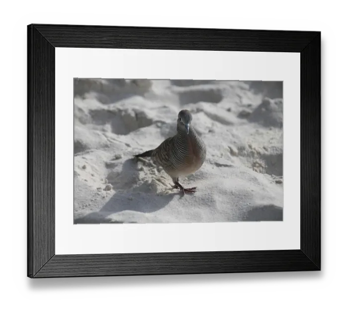 Framed Print : Barred Pigeon (Geopelia striata)