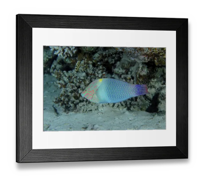 Framed Print : Chequerboard Junker (Halichoeres hortulanus) Framed Print : Chequerboard Junker (Halichoeres hortulanus)