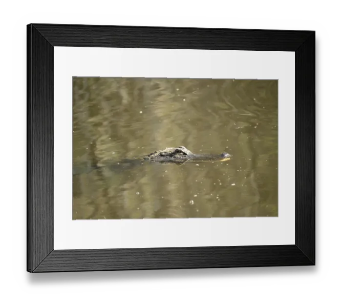 Framed Print : Mississippi alligator (Alligator mississipiensis)