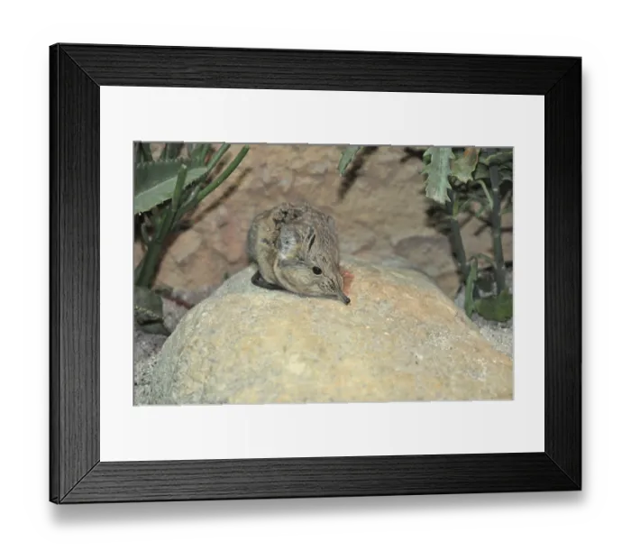 Framed Print : Proboscideus (Macroscelides proboscideus)