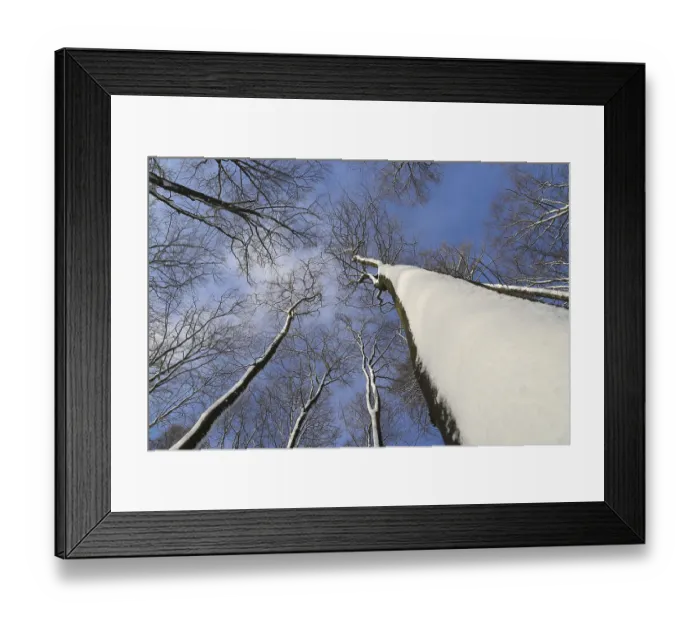 Framed Print : European beech forest (Fagus sylvatica)