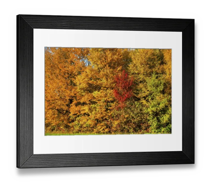Framed Print : Yellow discoloured leaves of deciduous trees and shrubs in the autumn glow in the warm afternoon sunlight