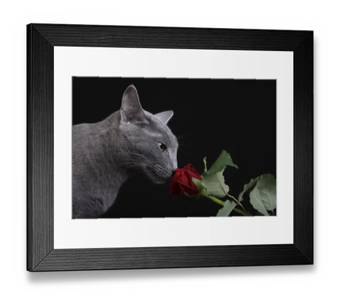 Framed Print : Russian blue smells of a rose