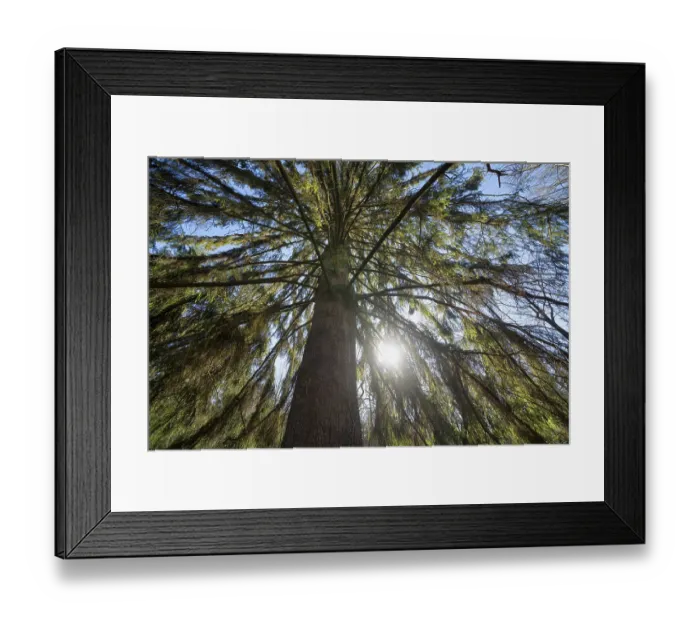 Framed Print : Spruce, Primeval forest Urwald Sababurg