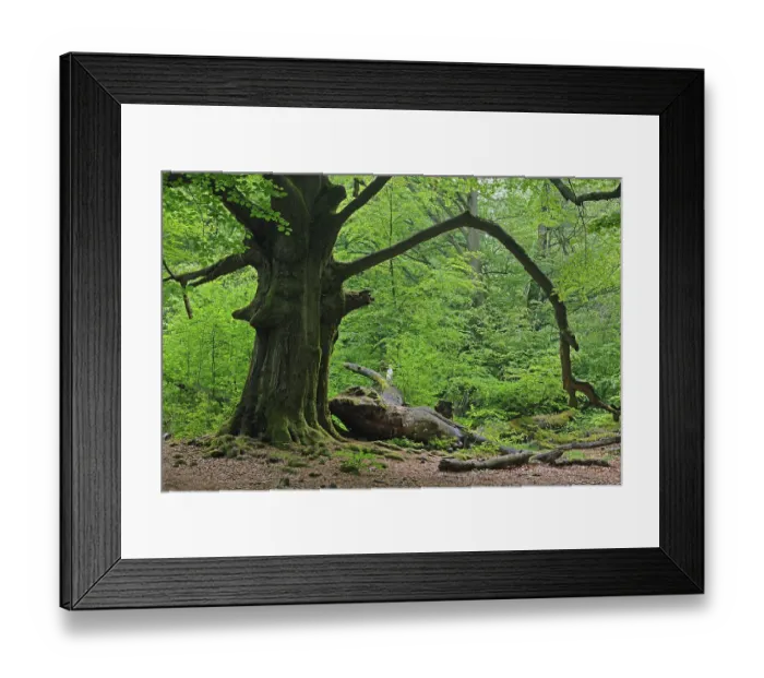 Framed Print : Approx. 400 year old Beech (Fagus) tree Framed Print : Approx. 400 year old Beech (Fagus) tree