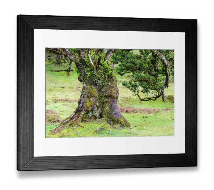 Framed Print : Moss and plant covered ancient laurel trees