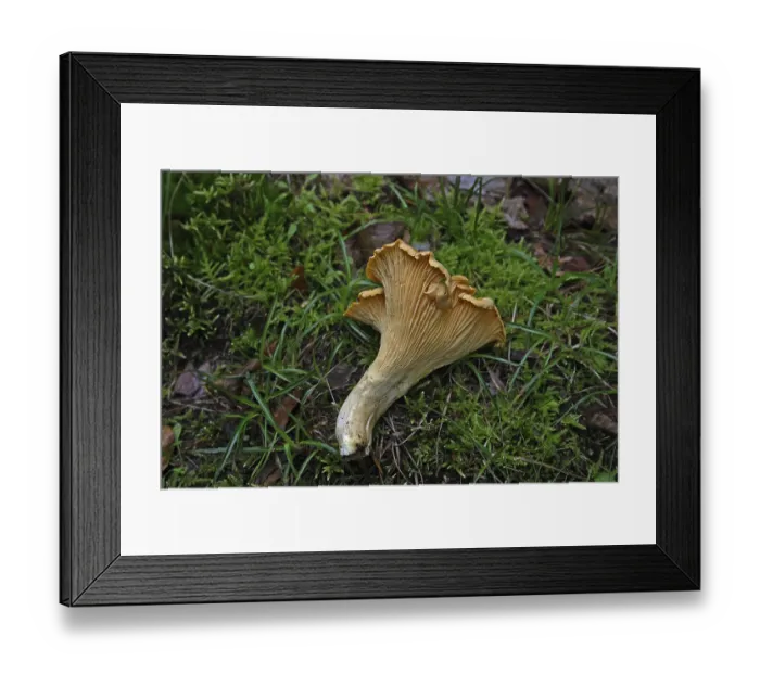 Framed Print : Chanterelle (Cantharellus cibarius)