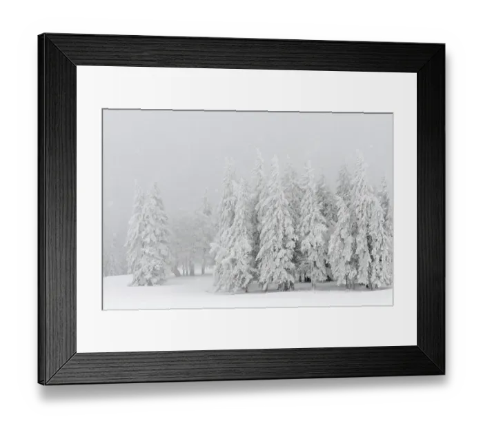 Framed Print : Spruce forest, out of the fog Framed Print : Spruce forest, out of the fog