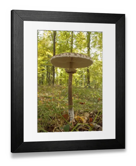 Framed Print : Giant umbrella mushroom (Parasol) (Macrolepiota procera)