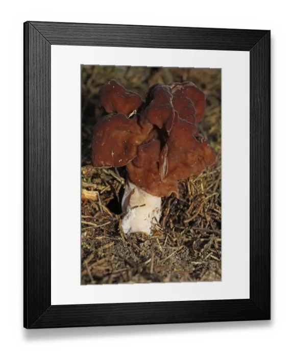 Framed Print : Spring lobelia (Gyromitra esculenta)