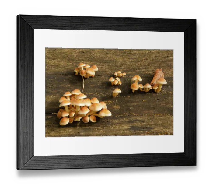 Framed Print : Sulphur tuft (Hypholoma fasciculare)