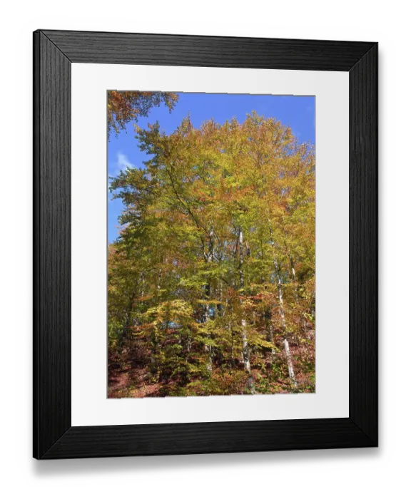 Framed Print : Autumn colouring Framed Print : Autumn colouring