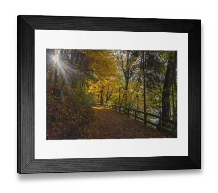 Framed Print : Autumn colorful morning in the forest near Graz