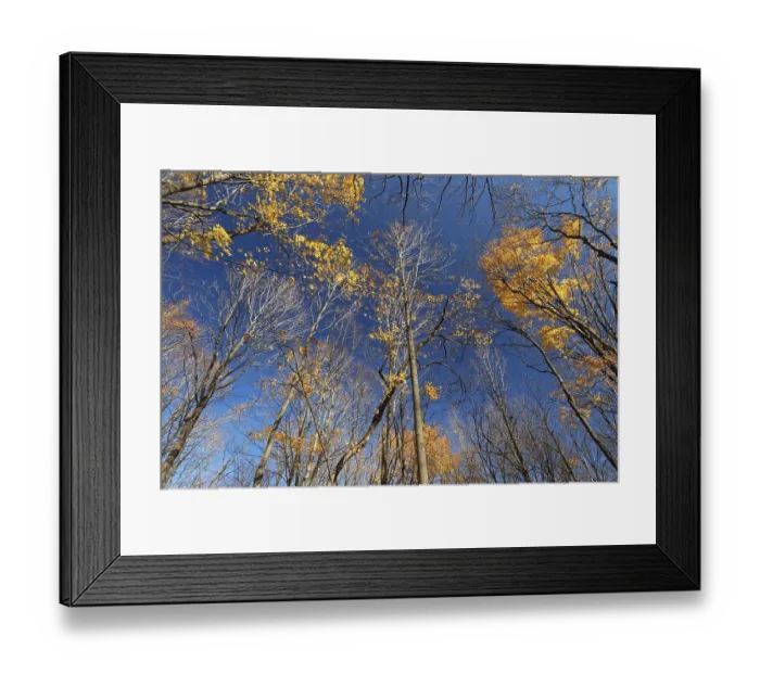 Framed Print : Nature, late autumnal forest colours