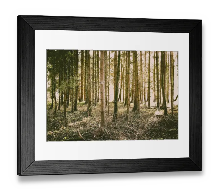 Framed Print : Birght and sunny pine forest in autumn