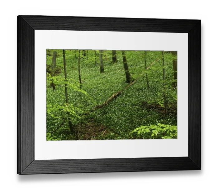 Framed Print : Bear's garlic in the deciduous forest at the foot of the Swabian Alb