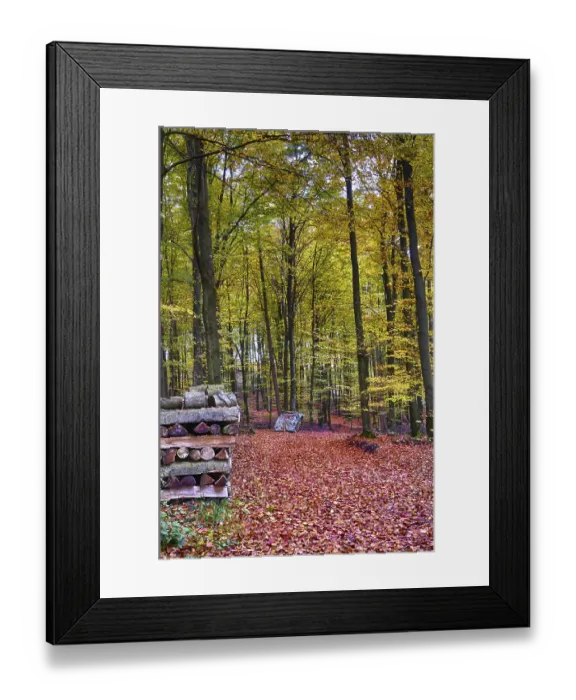Framed Print : Autumn in the beech forest Framed Print : Autumn in the beech forest