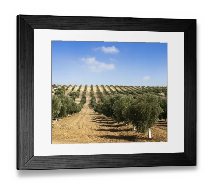 Framed Print : Young olive trees. Newly planted trees in the plantation