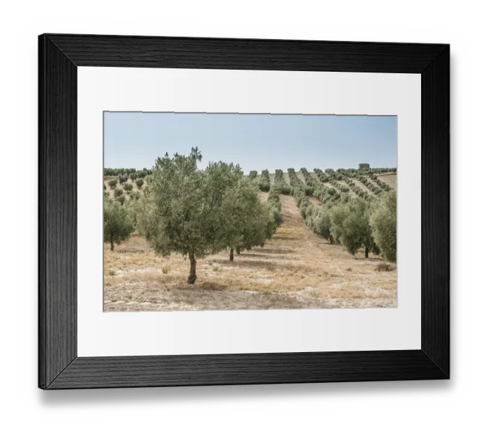 Framed Print : Olive trees in a row. Olive plantation Framed Print : Olive trees in a row. Olive plantation
