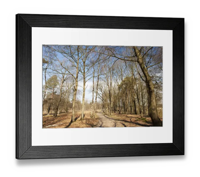 Framed Print : Bald trees in spring forest