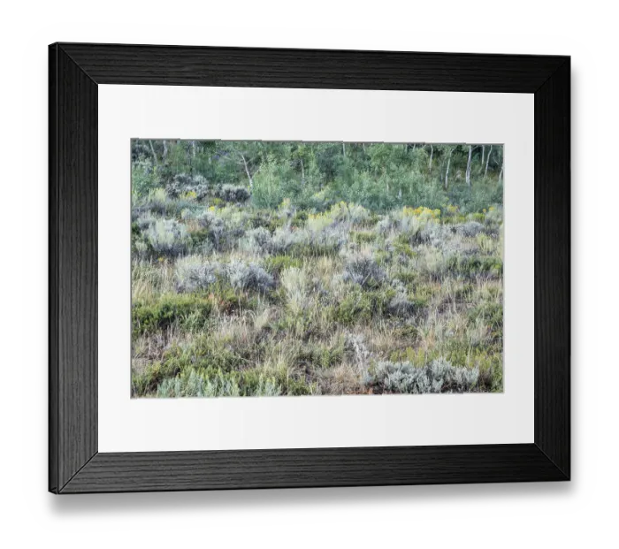 Framed Print : Late summer tapestry of aspen trees