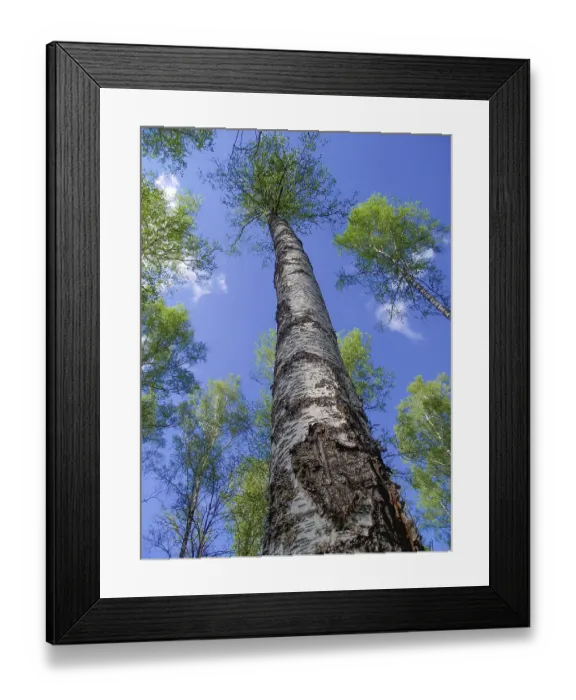 Framed Print : Birch trunk, view of the tree from the bottom up