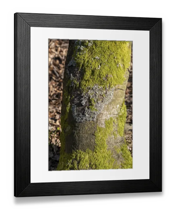 Framed Print : Tree trunk overgrown with moss and lichen