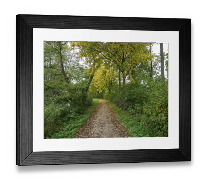 Framed Print : A quiet forest path lined with trees with golden autumn leaves Framed Print : A quiet forest path lined with trees with golden autumn leaves