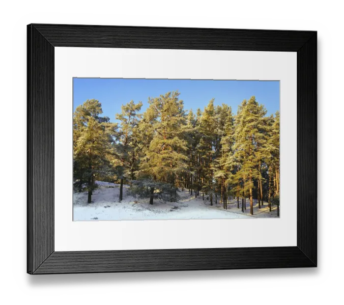 Framed Print : Pine Forest On A Sunny Winter Day Daugavpils