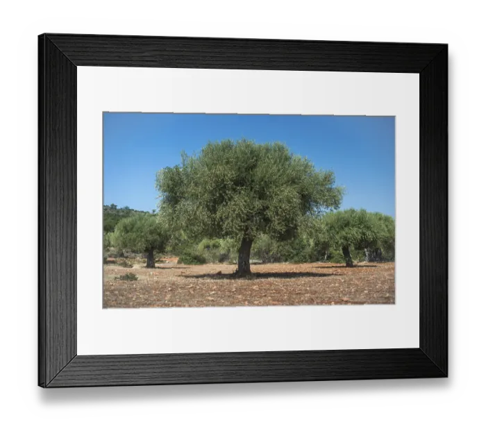 Framed Print : Olive trees in plantation. Agricultural land