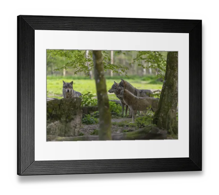 Framed Print : iblprw12597922.jpg Framed Print : iblprw12597922.jpg