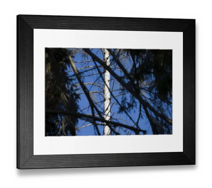 Framed Print : Dead Spruce (Picea abies) trees