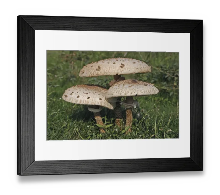 Framed Print : Parasol (Macrolepiota procera)