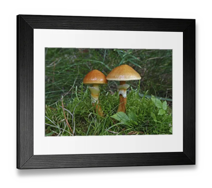 Framed Print : Golden boletus (Suillus grevillei)