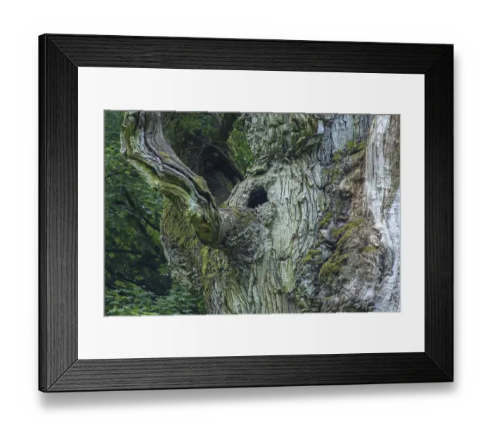 Framed Print : English oak approx. 800 years old (Quercus robur)