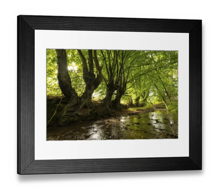 Framed Print : Overgrown willow trees (Salix) by a shallow stream in a lush forest