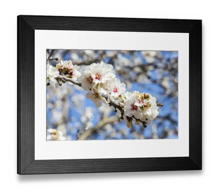 Framed Print : Blooming almond branch. Early spring in Israel Framed Print : Blooming almond branch. Early spring in Israel