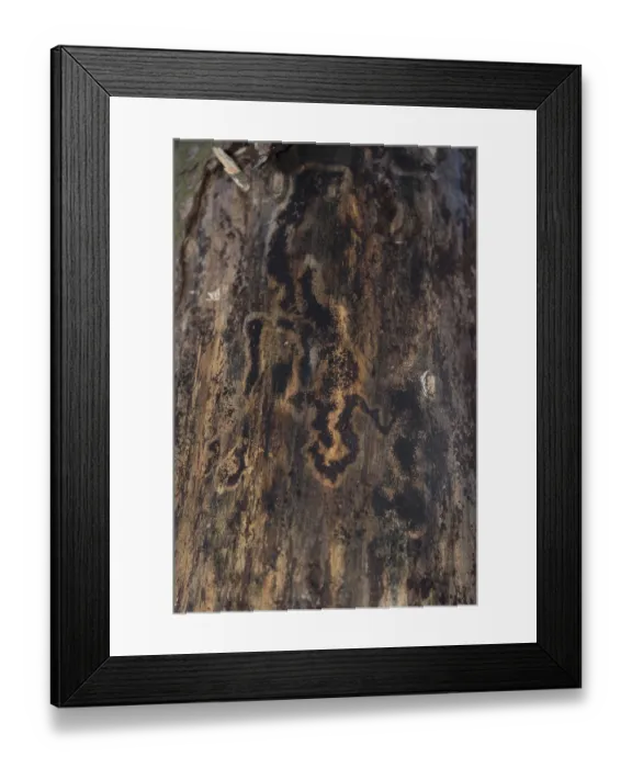 Framed Print : Pattern of bark beetle damage on a tree - background